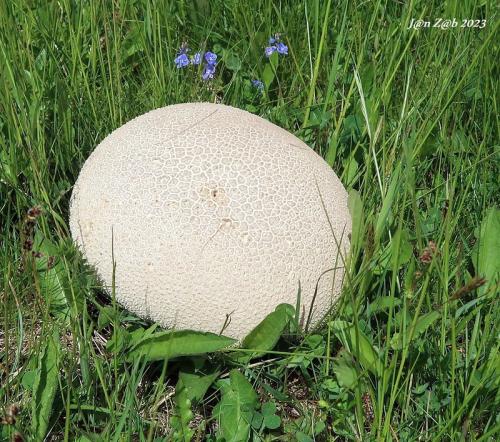 rozpadavec dlabaný / pýchavka dlabaná