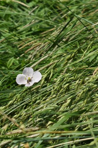 mak pochybný bielokvetý