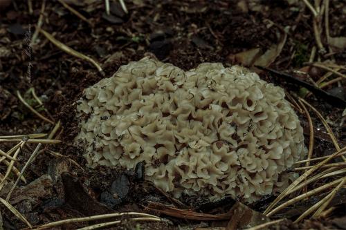 kučierka veľká / kotrč kadeřavý