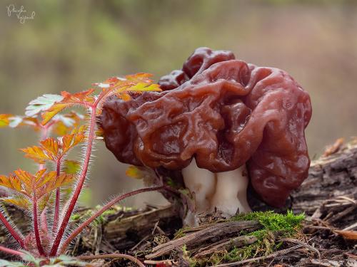 ušiak obyčajný / ucháč obecný