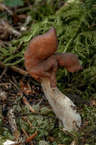 ušiak mitrovitý / ucháč čepcovitý