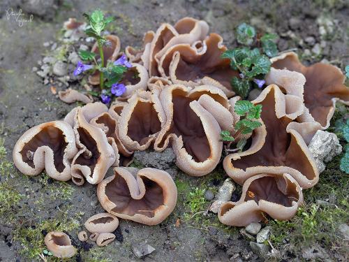 čiaška / řasnatka měnlivá