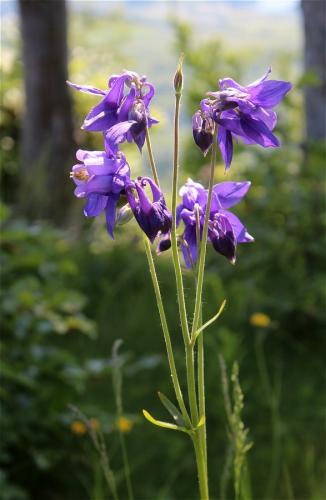 orlíček obyčajný