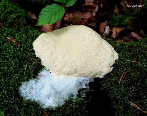 slizovka / slizovka bělostná