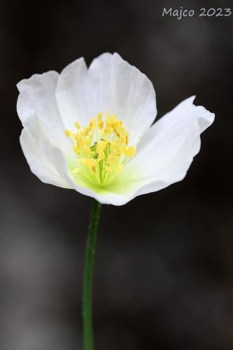 mak tatranský veľkofatranský