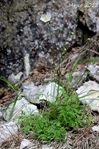 mak tatranský veľkofatranský