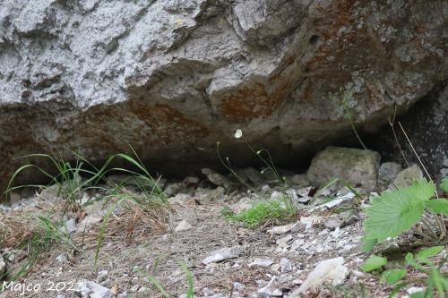 mak tatranský veľkofatranský