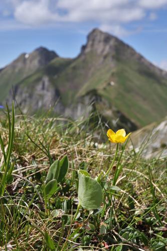 iskerník obličkolistý