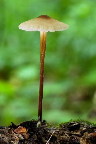 tanečnica kožovitá / špička kroutivá