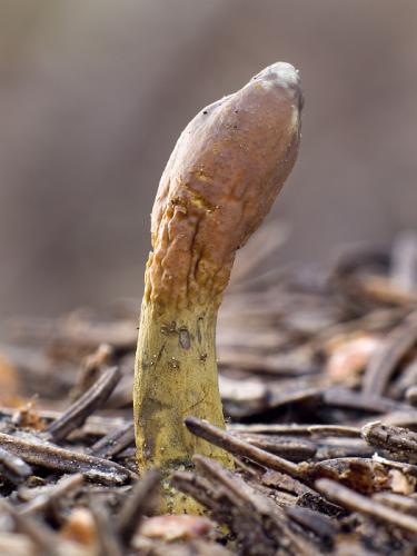 žezlovka srnková / housenice cizopasná