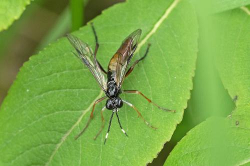 Tenthredo sp.