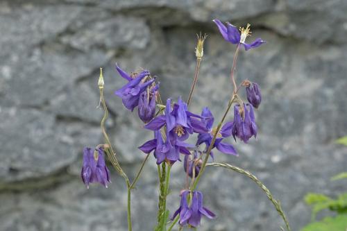 orlíček obyčajný