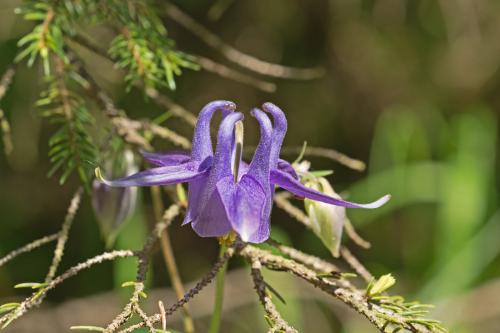 orlíček obyčajný