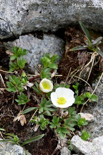 iskerník ľadovcový