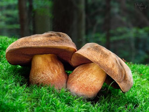 hríb zrnitohlúbikový / hřib kovář