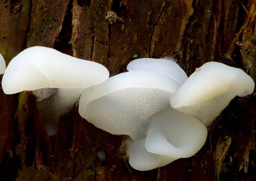 pajelenka želatínová / rosolozub huspenitý