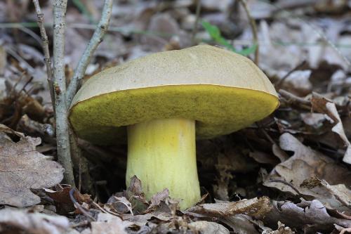 hríb plavý / hřib plavý