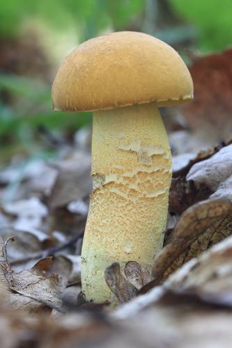 kozák žltopórový / kozák dubový