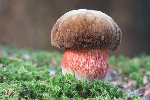 hríb zrnitohlúbikový / hřib kovář
