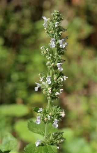 kocúrnik obyčajný