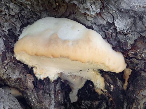 tvarohovec jabloňový