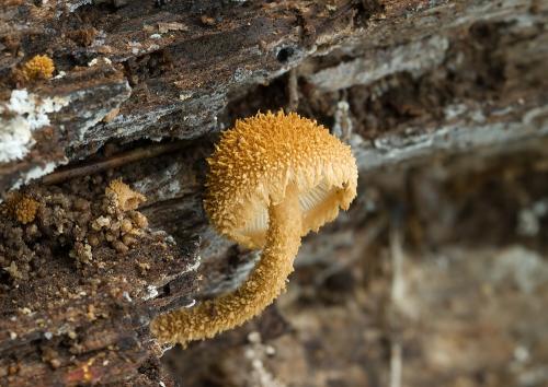 flamulaster ovešaný / kržatka ostnitá