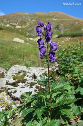 prilbica tuhá pravá