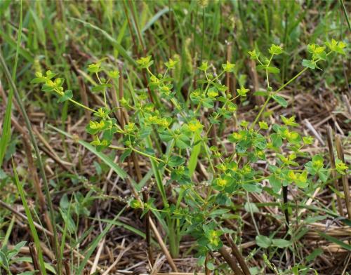 mliečnik širokolistý