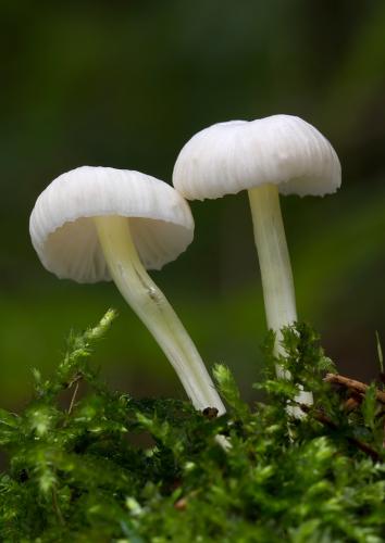 prilbička slizká / helmovka slizká