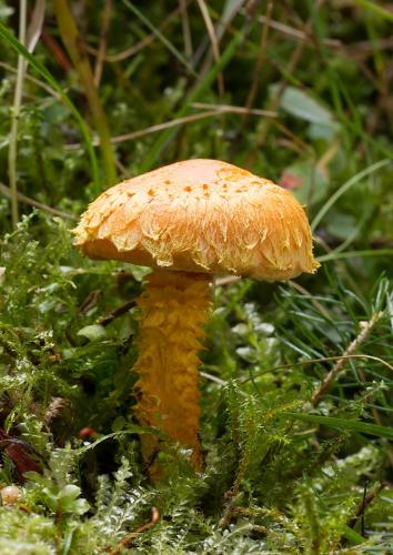 šupinovka ohnivá / šupinovka ohnivá