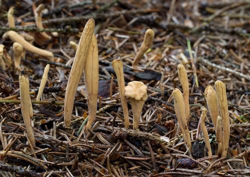 kyjak jazykovitý / kyj jazýčkovitý