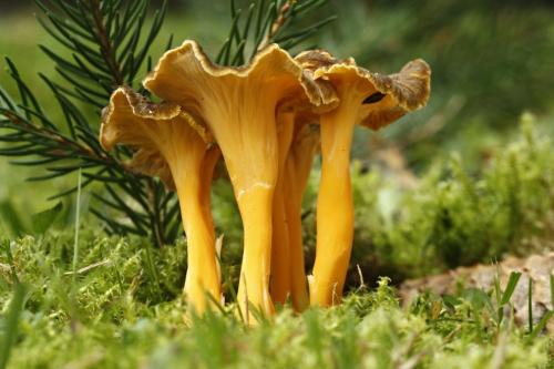 kuriatko žltohnedé / liška nažloutlá