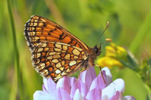 hnedáčik podunajský