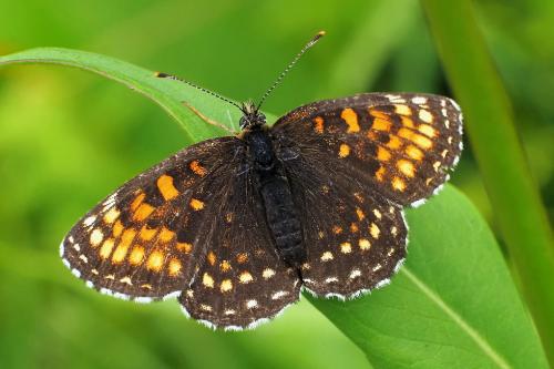 hnedáčik čermeľový