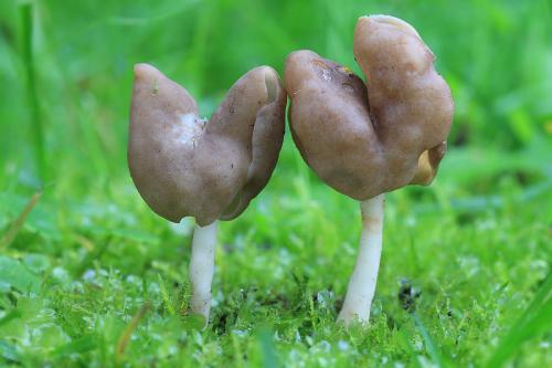 chriapač pružný / chřapáč pružný