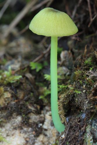 hodvábnica zelenohlúbiková / závojenka plavozelená