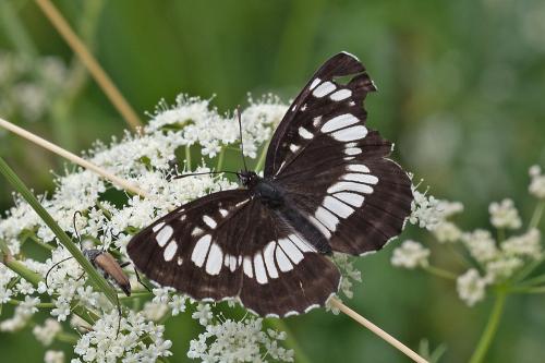 bielopásovec tavoľníkový