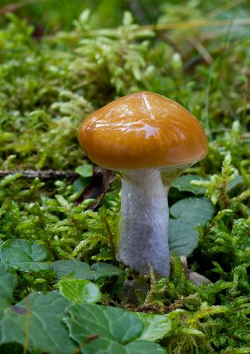 pavučinovec plavooranžový / pavučinec plavooranžový