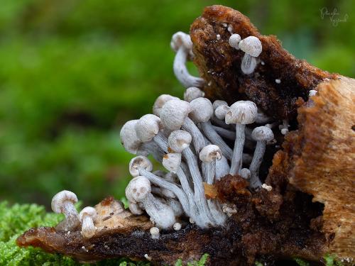 príživnica obyčajná / rovetka cizopasná