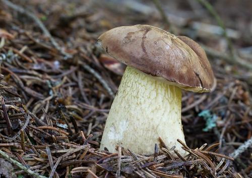 podhríb žlčový / hřib žlučník