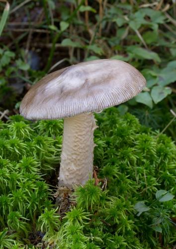 muchotrávka umbrovožltá / muchomůrka žlutoolivová