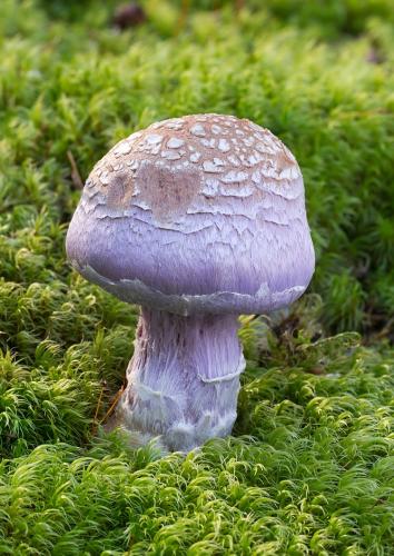 pavučinovec smradľavý / pavučinec kozlí