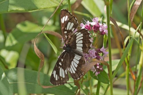 bielopásovec tavoľníkový