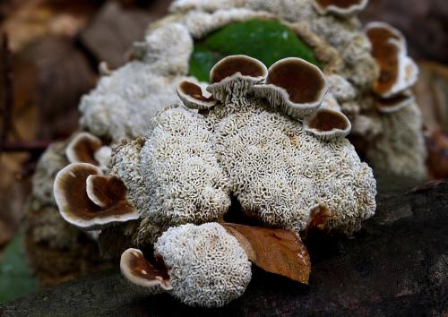 sieťkovček trojfarebný / síťkovec trojbarevný