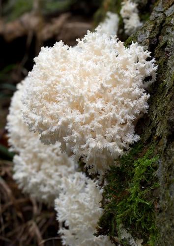 koralovec bukový / korálovec bukový