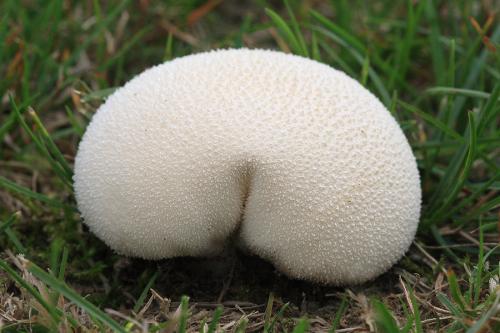 popolníček stlačený / pýchavka stlačená