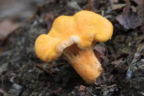 kuriatko oranžové / liška Friesova