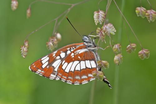 bielopásovec tavoľníkový