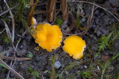 Phaeohelotium terrestre