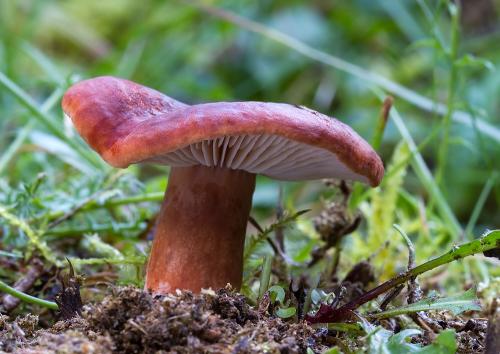 rýdzik hnedočervený / rýdzik hnedočervený